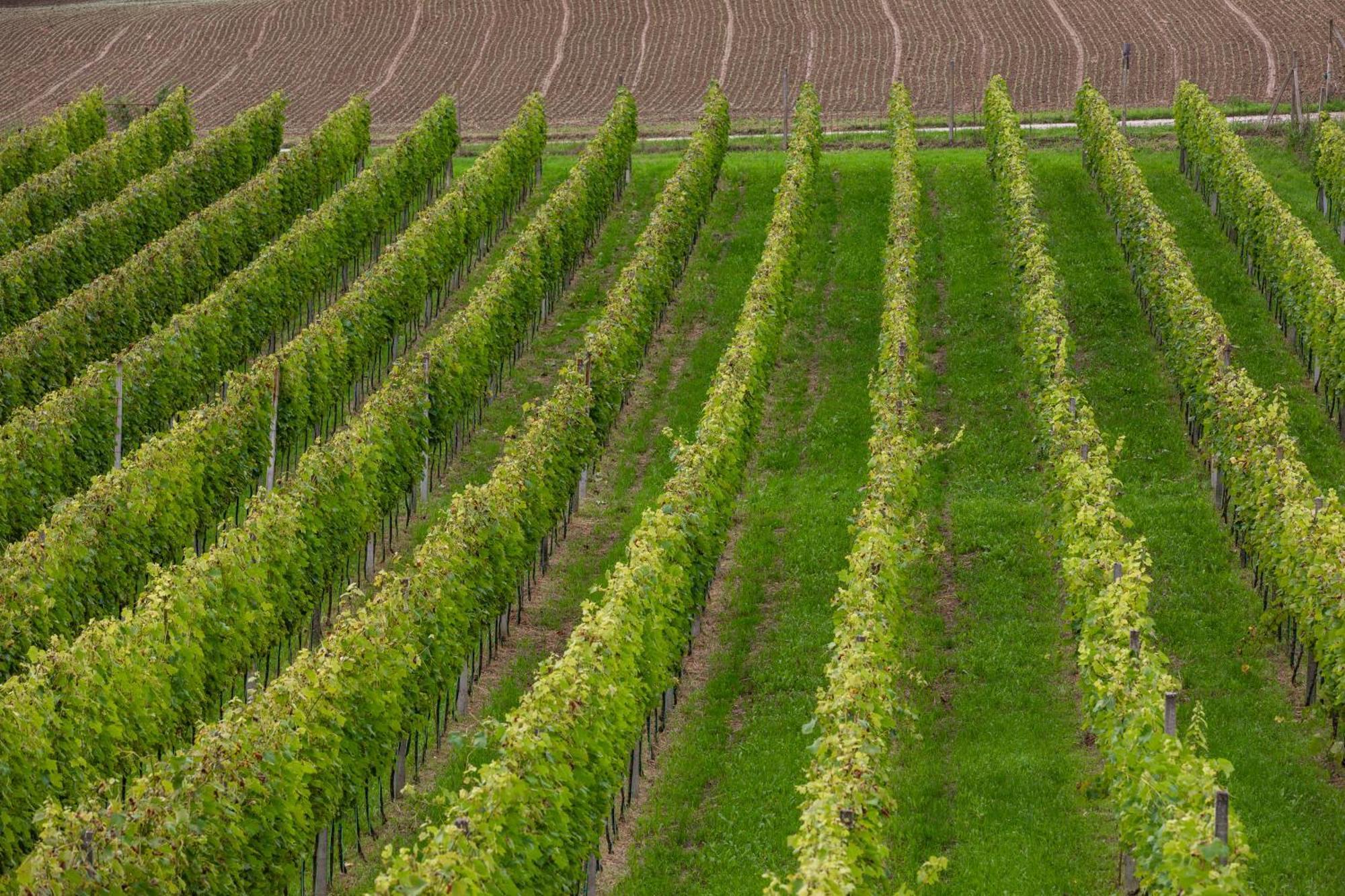 Vila In The Vineyard With Pool, Hottub & Sauna Lendava